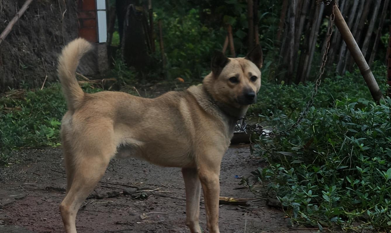 中华田园犬最常见的就是黄色,人们亲切地称为大黄