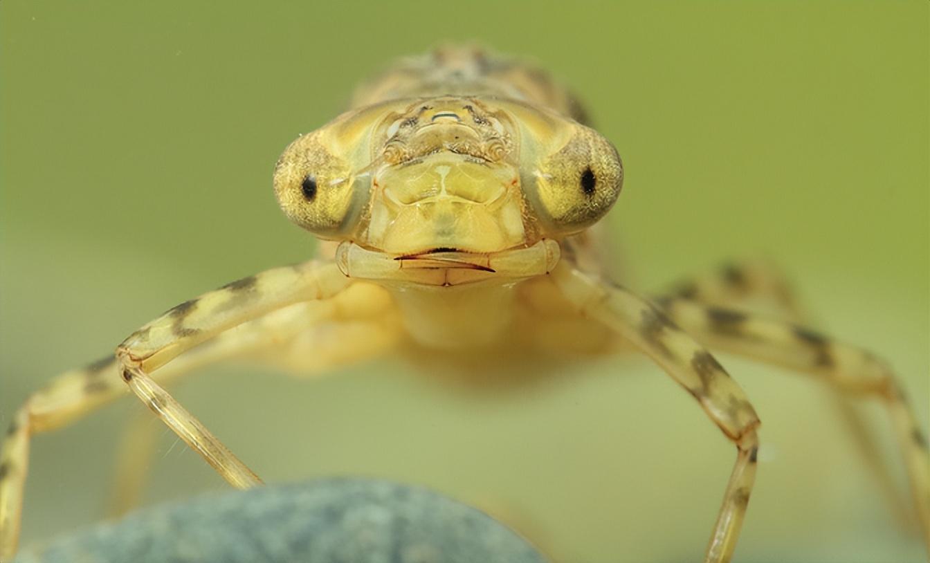 揭开水虿的神秘面纱