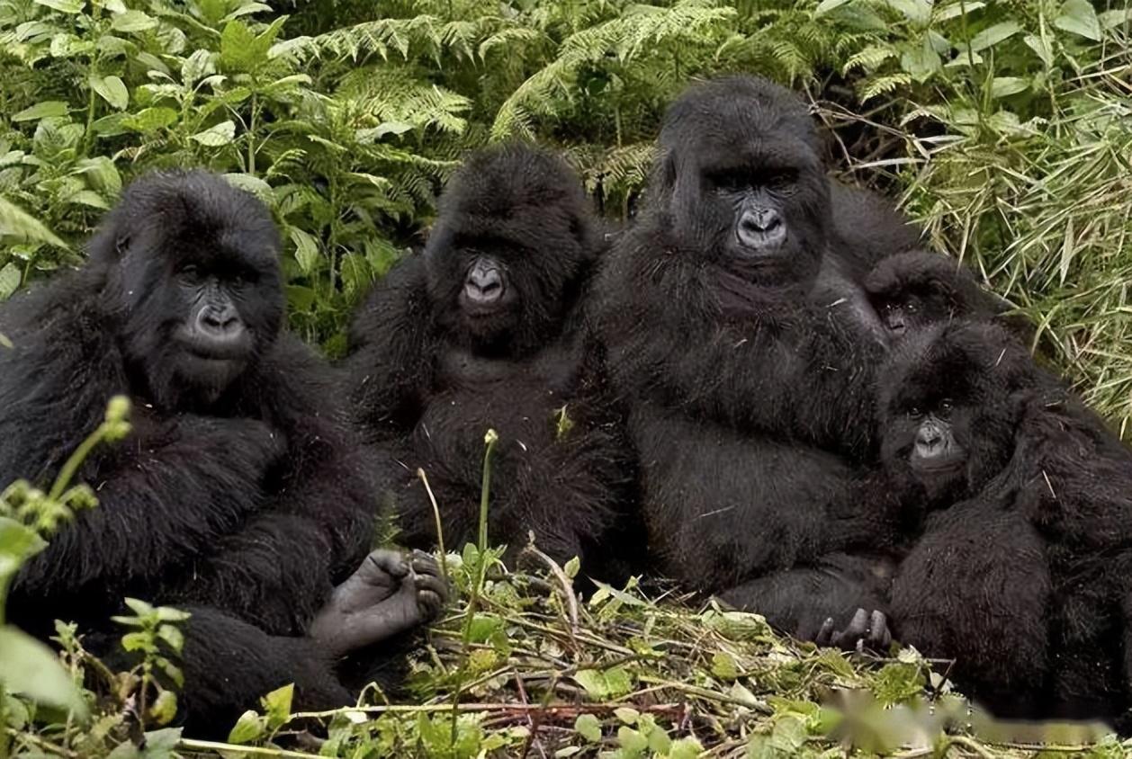狮子是大自然中的大型猛兽,也是猫科动物中顶尖的猎食者.