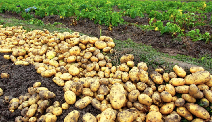 土豆是人见人爱的农作物,原产于热带美洲,16世纪传到印度,之后几经周