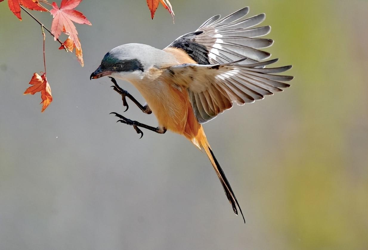树枝上挂满了动物的尸体,罪魁祸首竟是只小鸟!它为何要这么做?