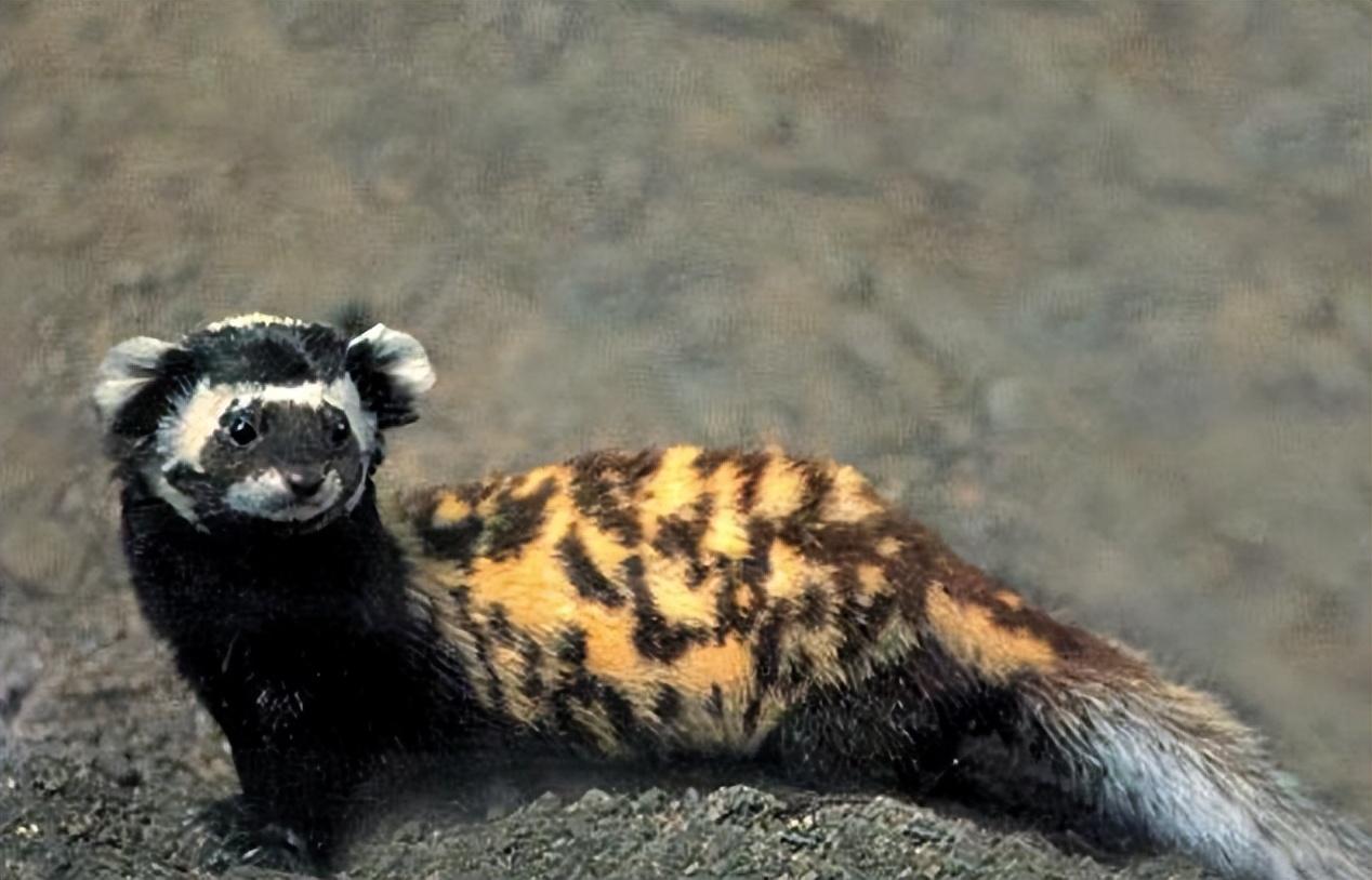 新疆发现平头哥"小弟",身穿"虎皮裙",一晚干掉十几窝老鼠!