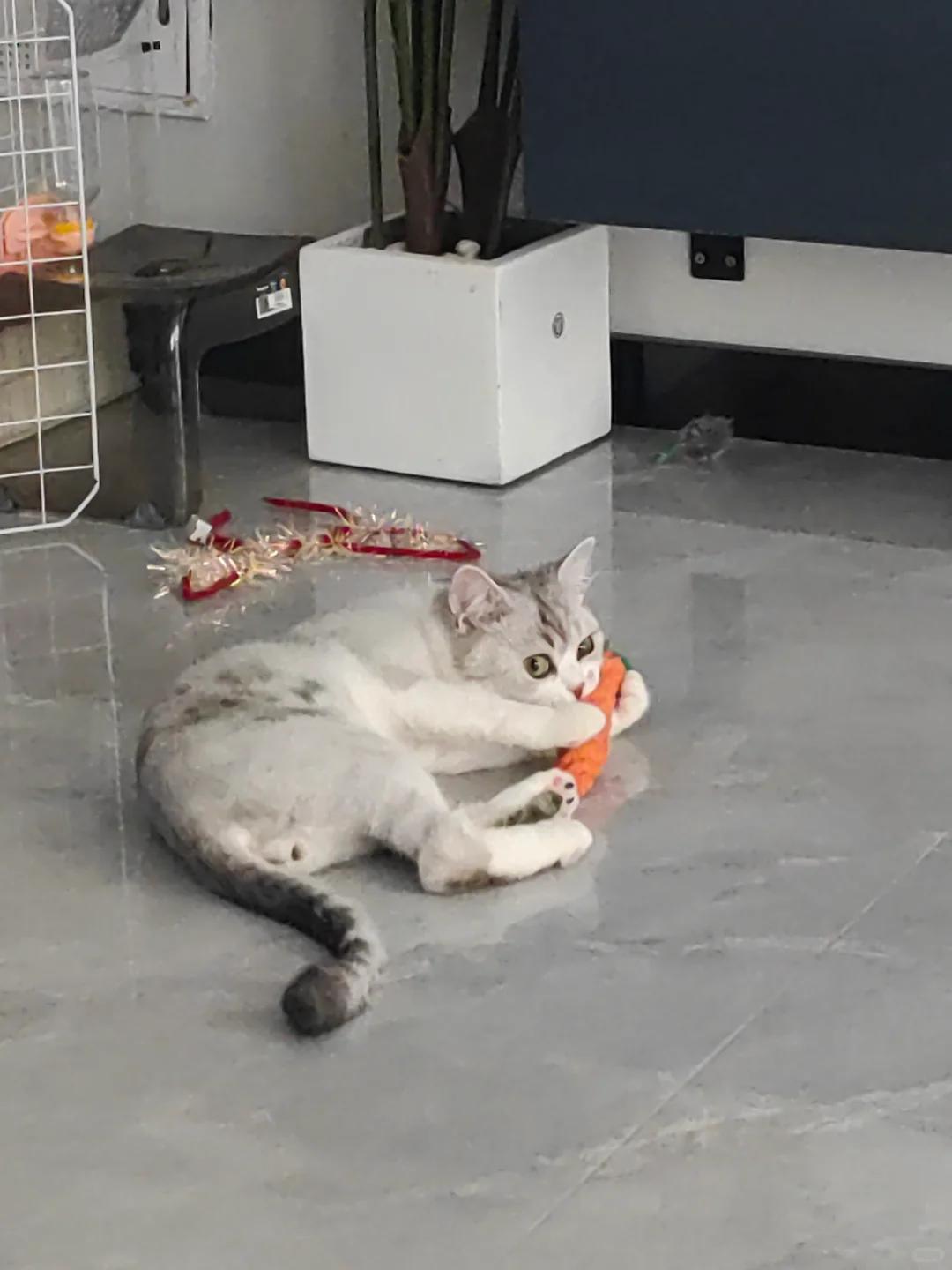 猫咪误食木糖醇会有何影响?