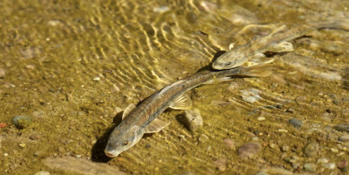 国家保护了20年湟鱼,如今整个湖都是,为何湟鱼还是牢底坐穿鱼?