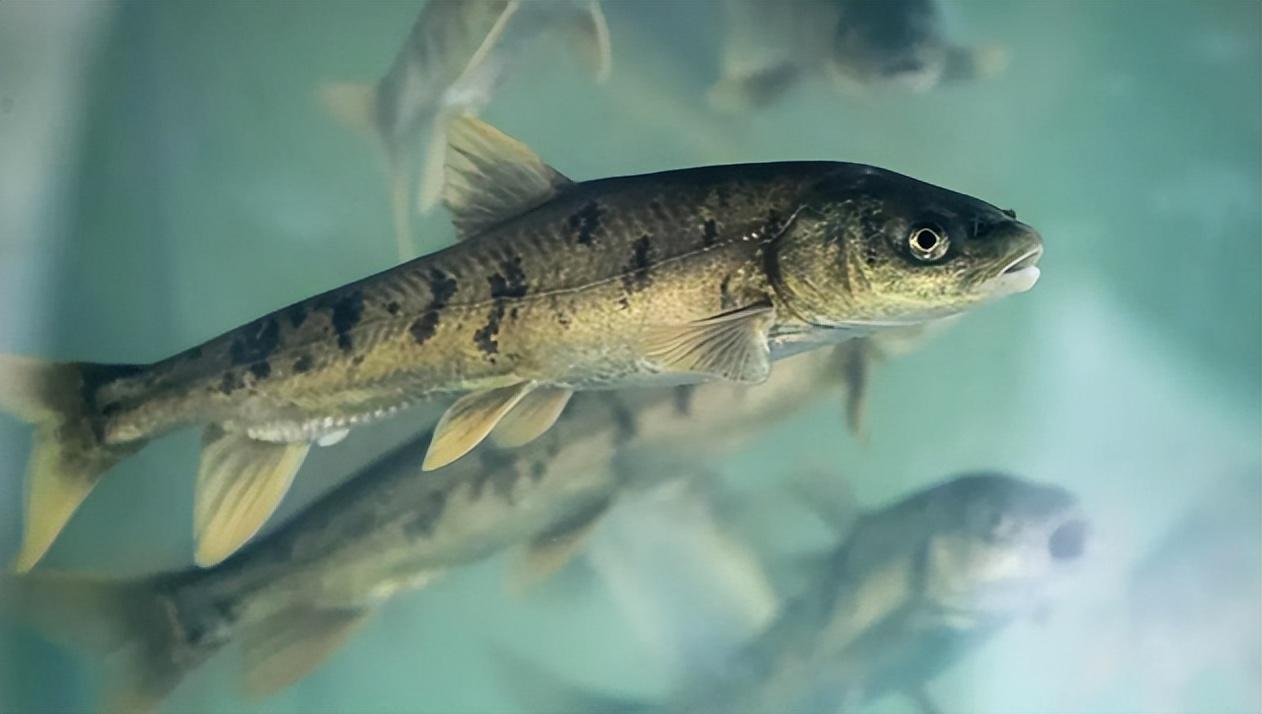 湟鱼,学名为青海湖裸鲤,是一种裸鲤属鱼类.