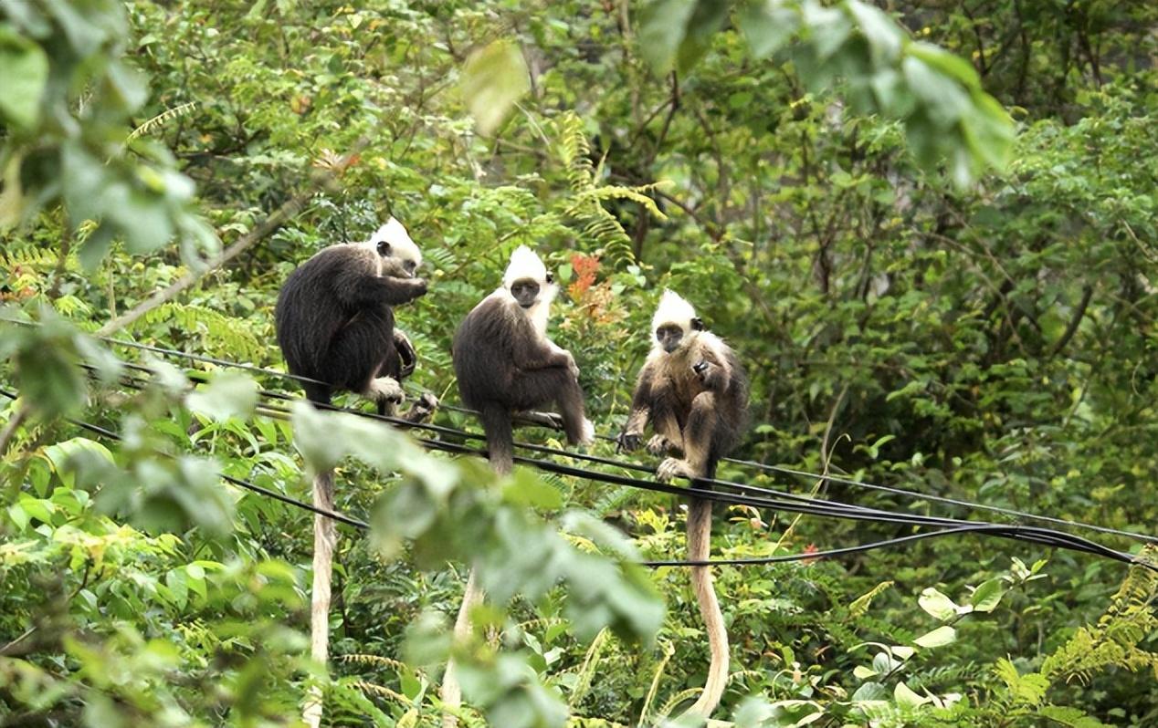 栖息在广西的神秘猴子,全球仅剩1400只,曾被当地人剥皮泡酒!