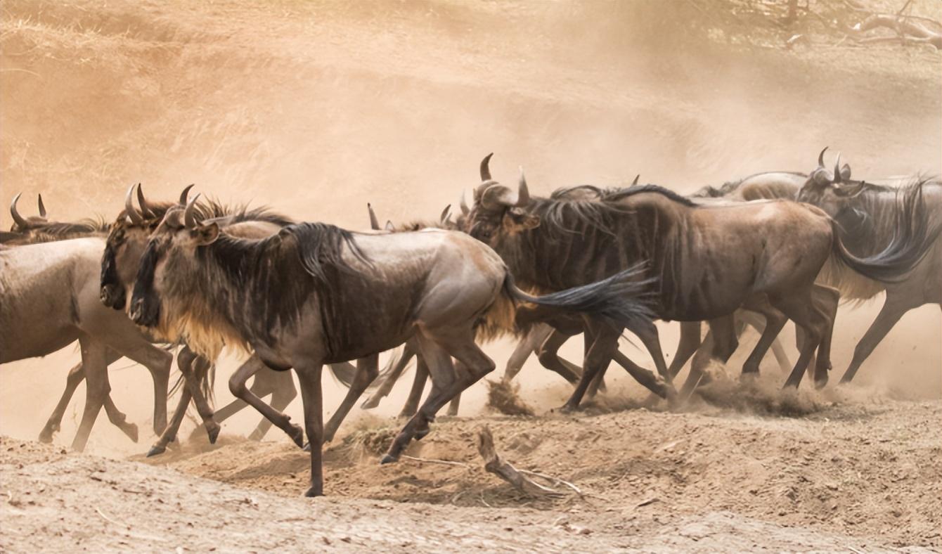 浩浩荡荡的角马迁徙队伍