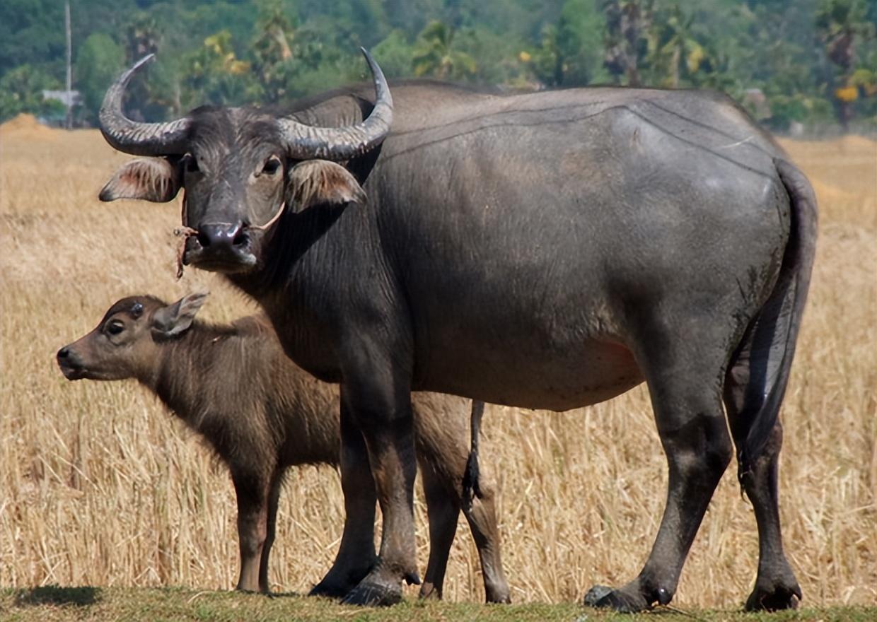回顾中国人能驯化水牛,让它耕地千年,非洲人为何不驯化非洲水牛?