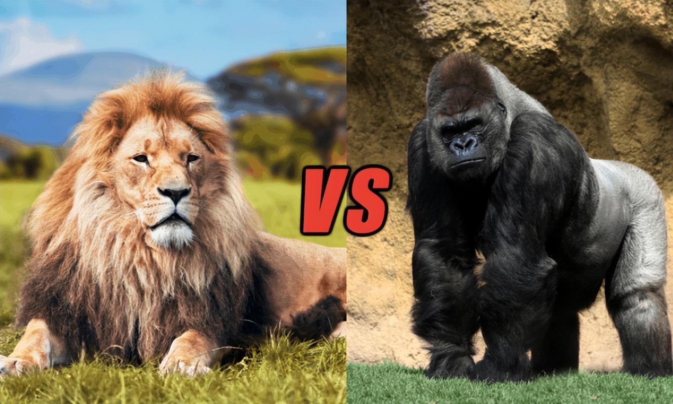 狮子是大自然中的大型猛兽,也是猫科动物中顶尖的猎食者.