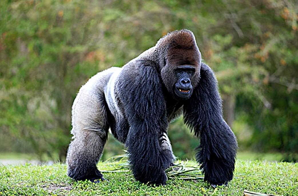 回顾狮子为什么不吃大猩猩,难道是打不过?猩猩战斗力到底有多强?