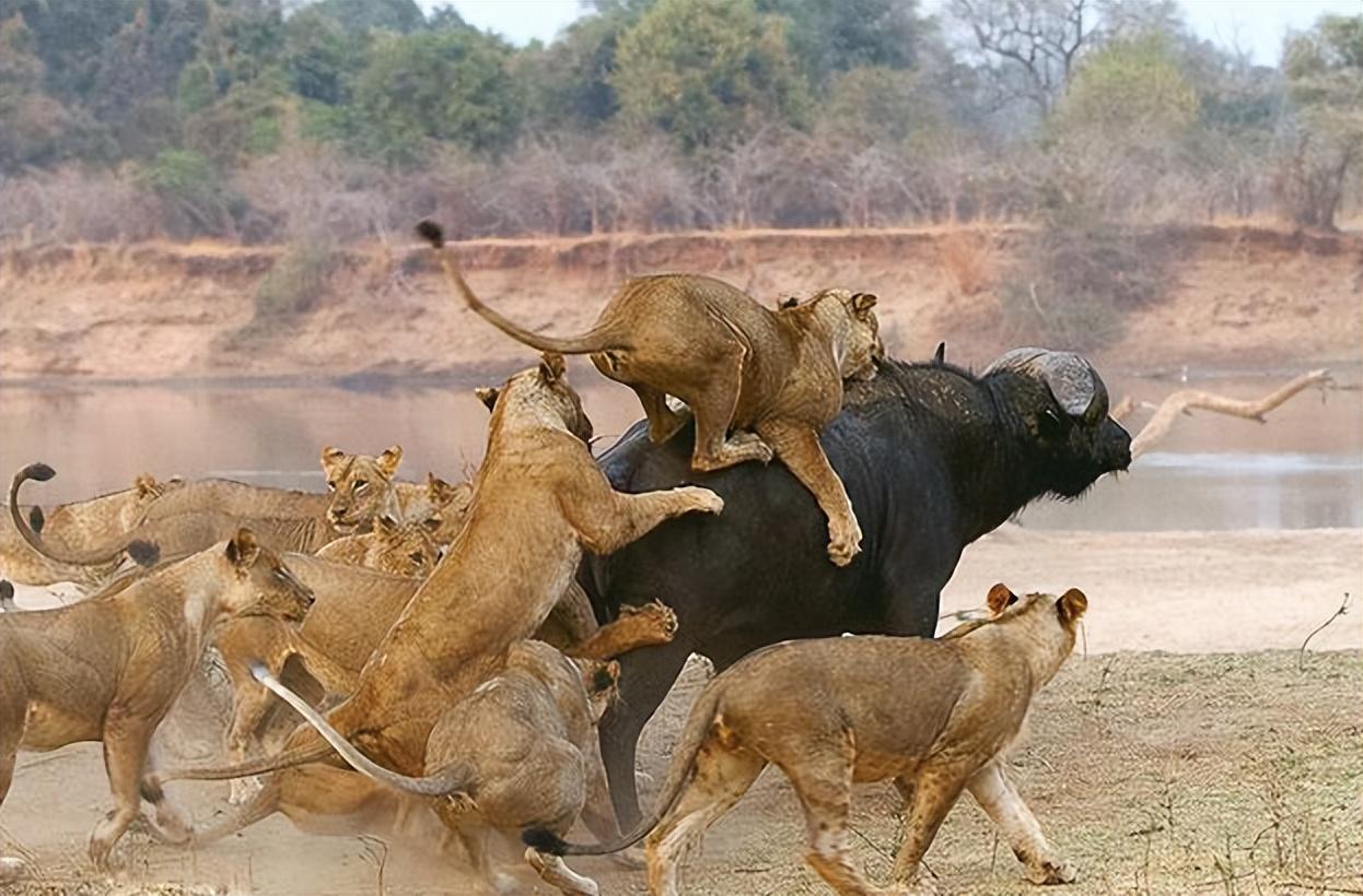 狮子是大自然中的大型猛兽,也是猫科动物中顶尖的猎食者.