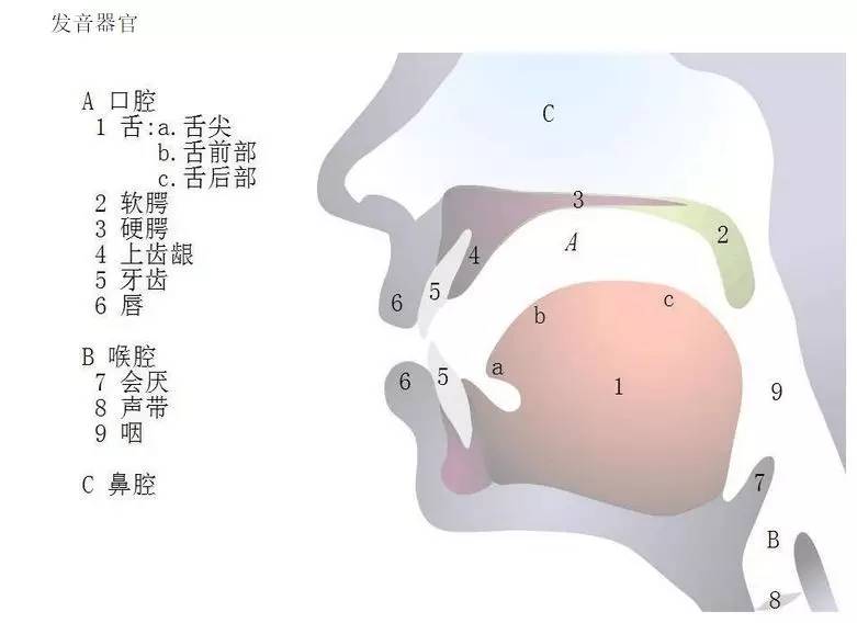 声乐发声口腔图图片