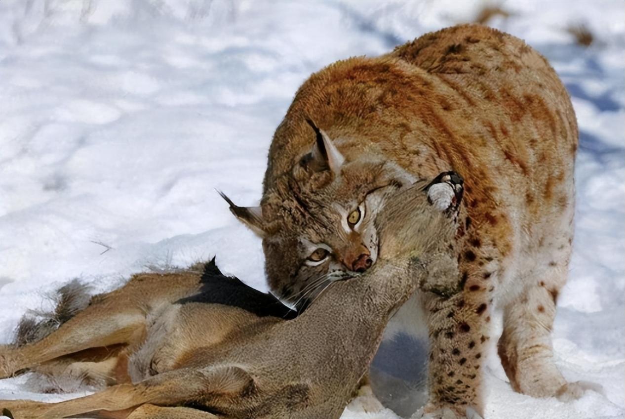 然而,相较于野生自然界中这种大型猛兽,猞猁更害怕的是人类的联合剿杀
