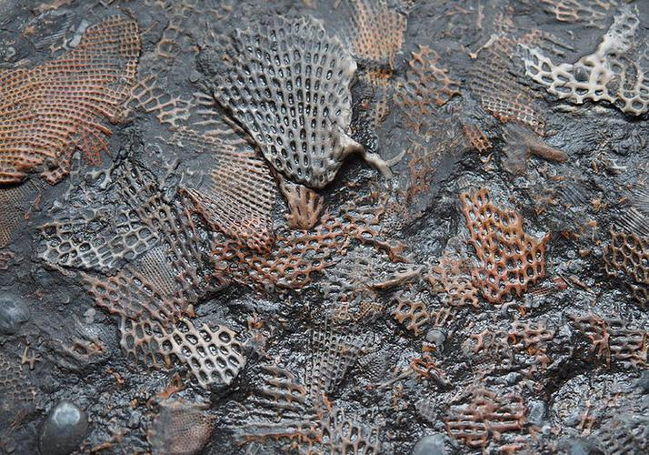 宜昌发现5.5亿年前海绵化石,这次发现究竟有何意义