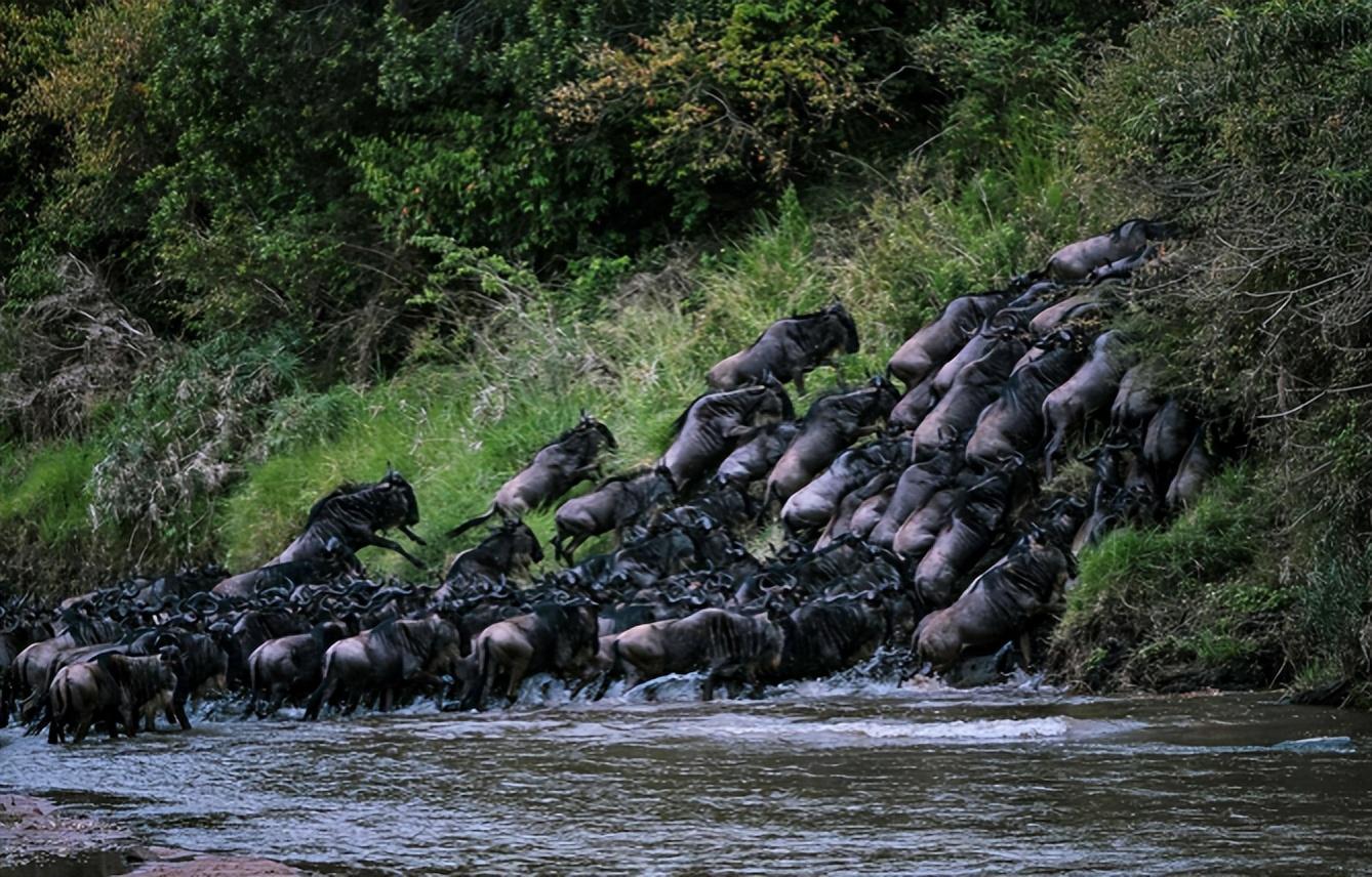 浩浩荡荡的角马迁徙队伍