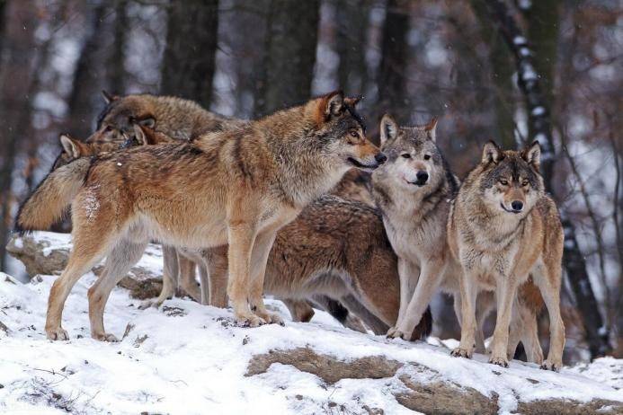 1964年勘测队遭遇凶猛狼群,战士心软投喂食物,头狼带狼群来报恩