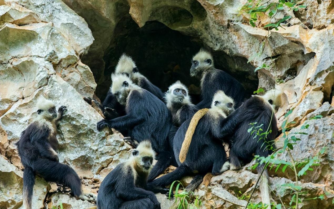 栖息在广西的神秘猴子,全球仅剩1400只,曾被当地人剥皮泡酒!