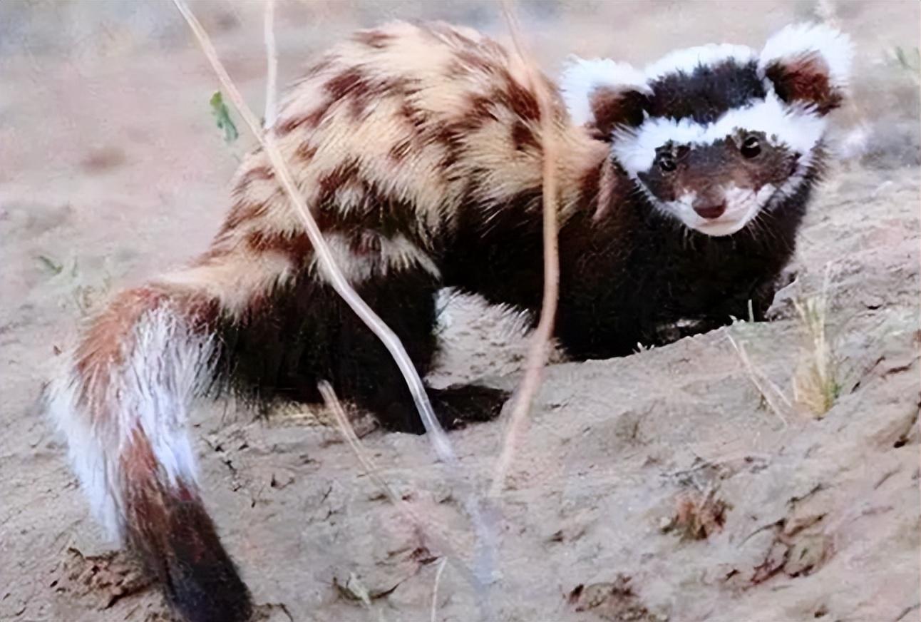 新疆发现平头哥"小弟",身穿"虎皮裙",一晚干掉十几窝老鼠!