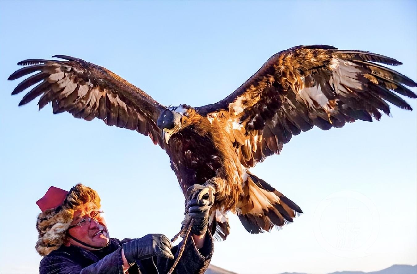 神秘的"熬鹰术"有多残忍?一人一鹰7天不合眼,只为将金雕驯化