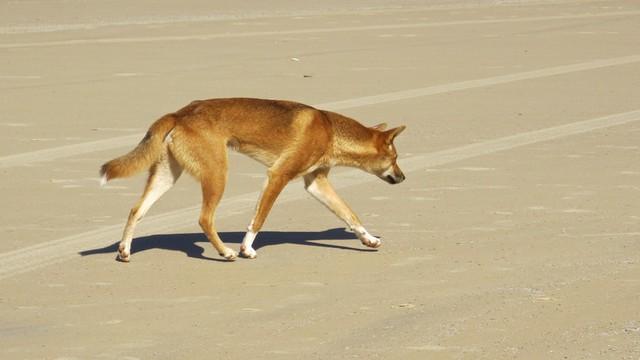澳大利亚野狗:以狗之名,贯狼之魂