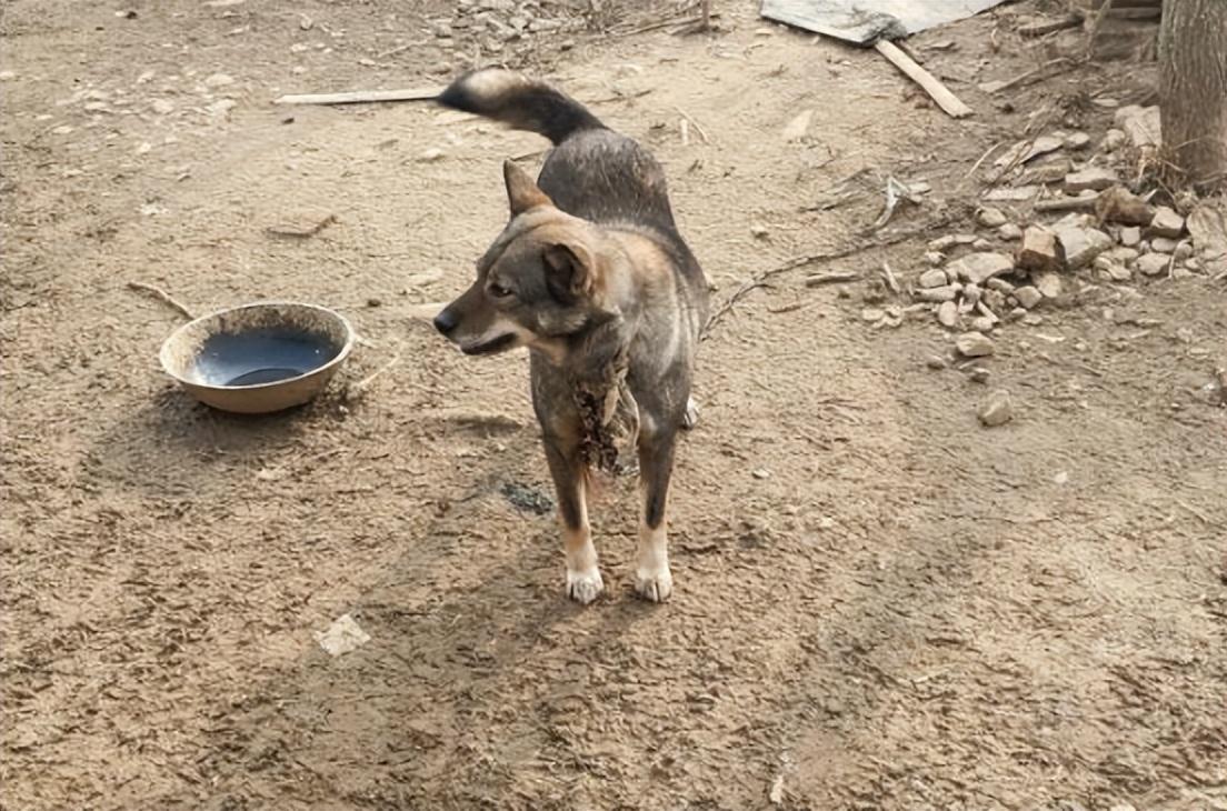 土狗耳朵黄的身子白的图片