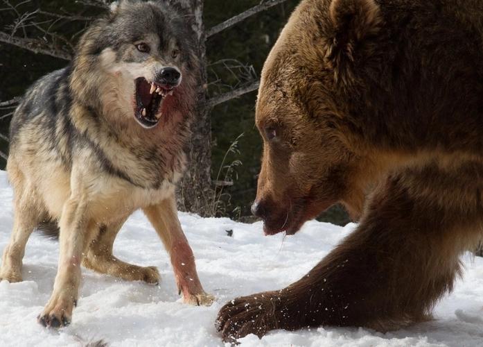 1964年勘测队遭遇凶猛狼群,战士心软投喂食物,头狼带狼群来报恩