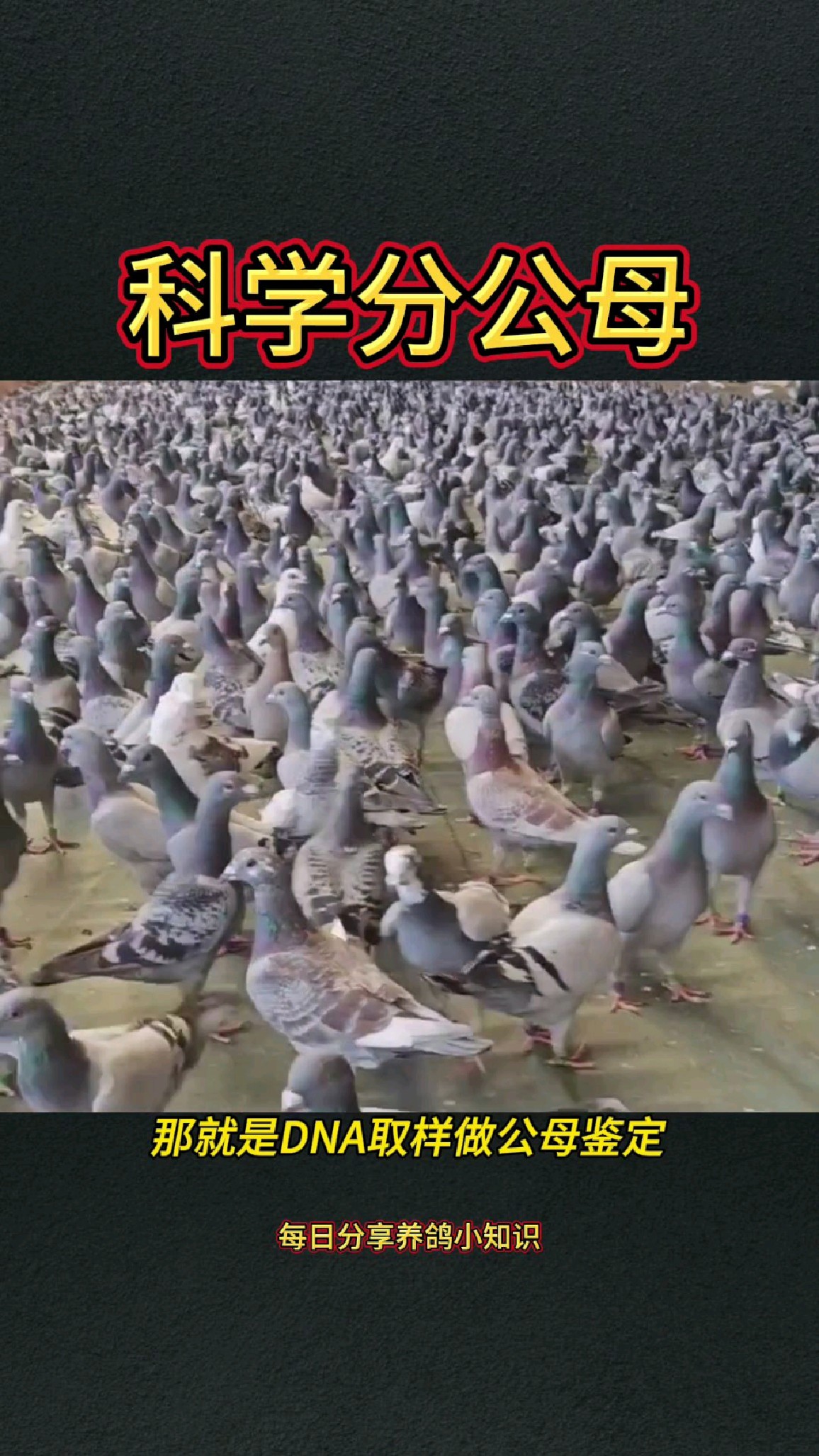 鸽子如何科学分公母