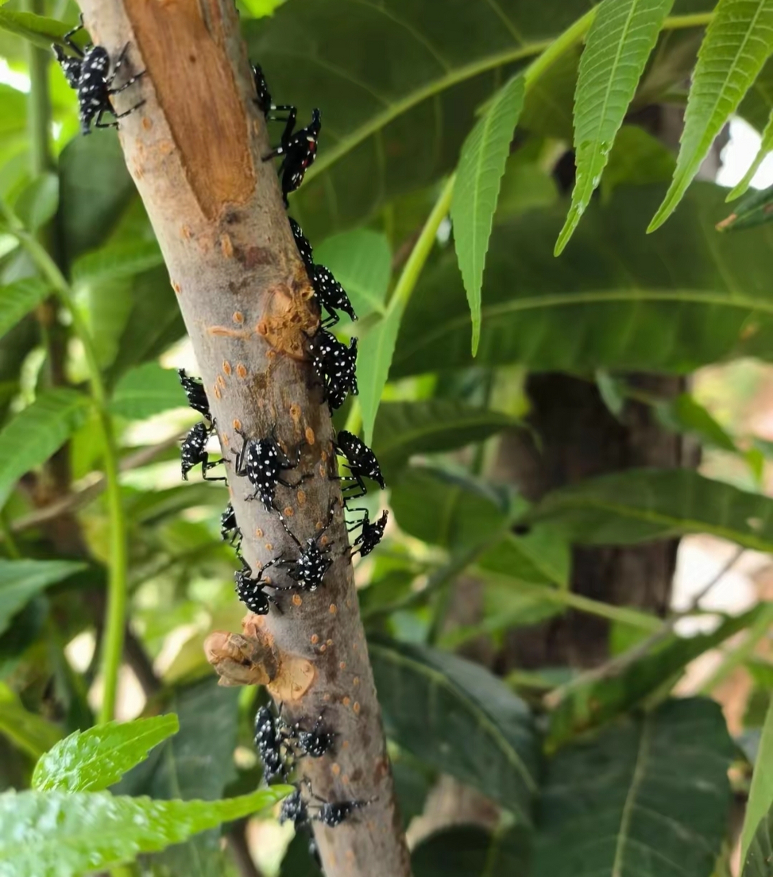 香椿树上长了很多这种虫子,还释放油光发亮的的液体,请教这是什么虫子