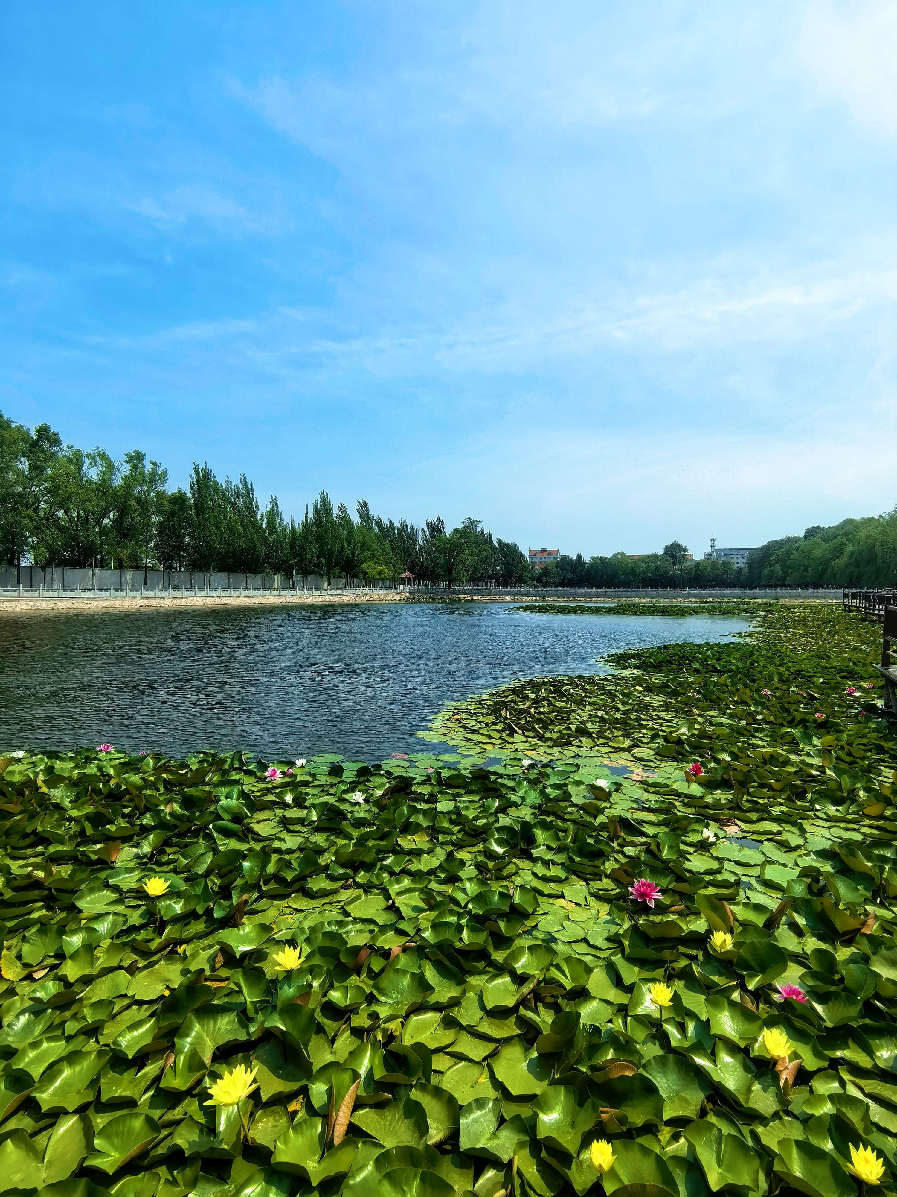 辽宁盘锦:莲叶何田田 作者:贾璐 #振兴新突破辽宁杠杠滴