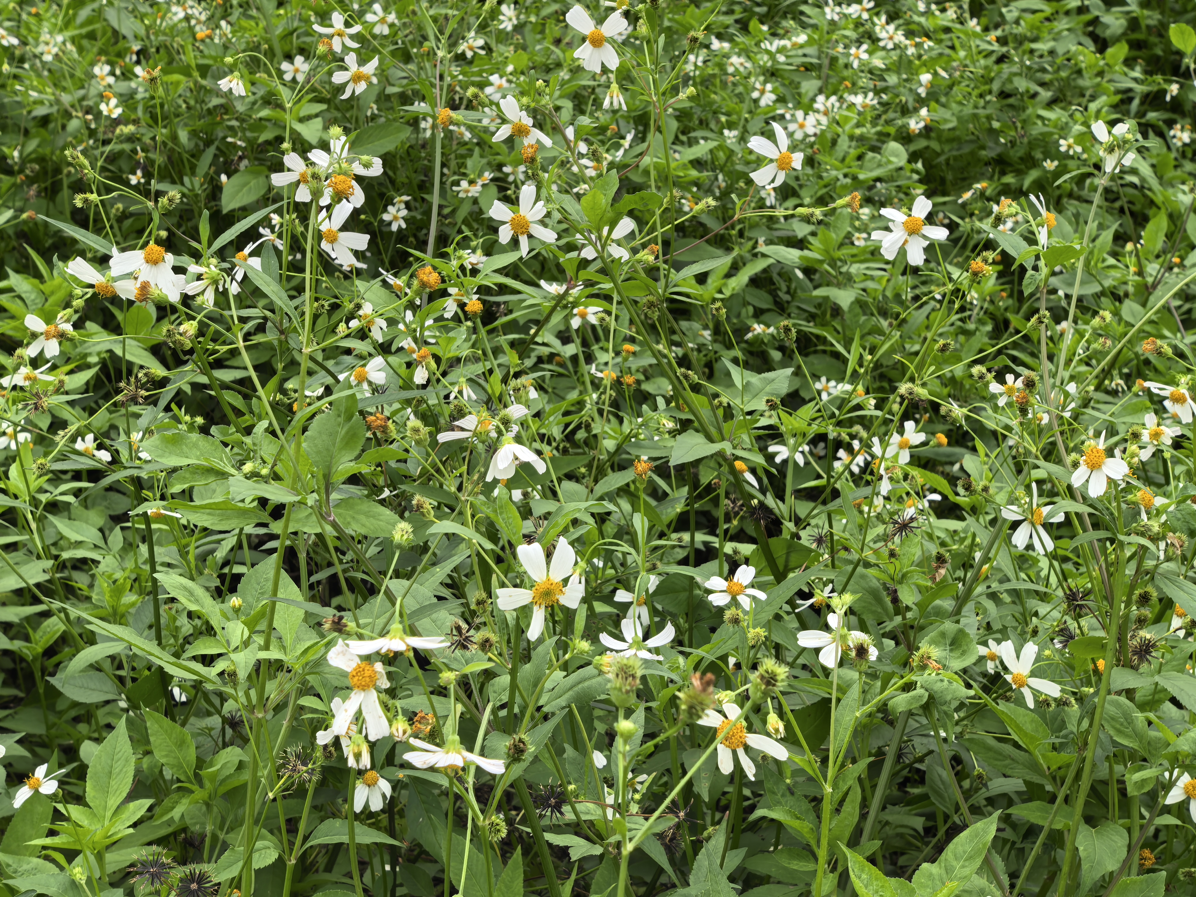 每日一花:金杯银盏,开满梧州西江边 金杯银盏,学名白花鬼针草,是菊目