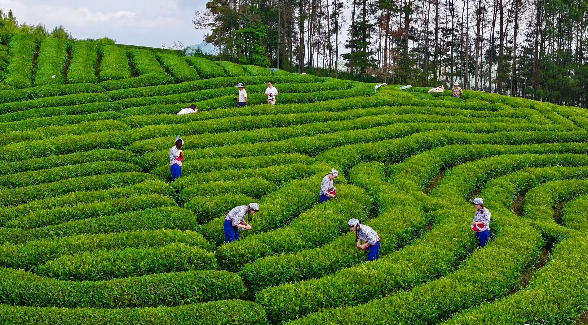 最美茶场图片图片