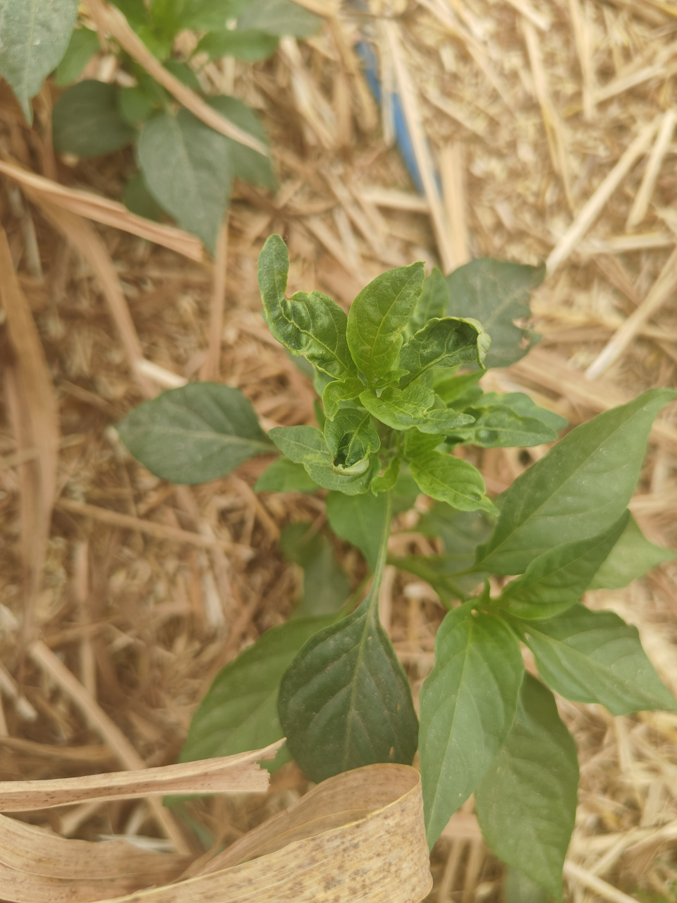 不少人把辣椒的这个症状当做了病毒病,这是大错特错的.