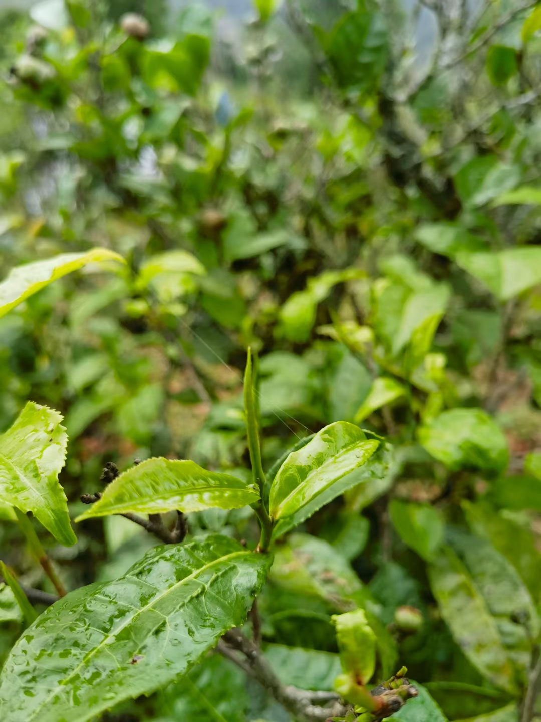 对于优雅气质的象征茶我是个门外汉 虽然也能喝出来好喝的茶的确好