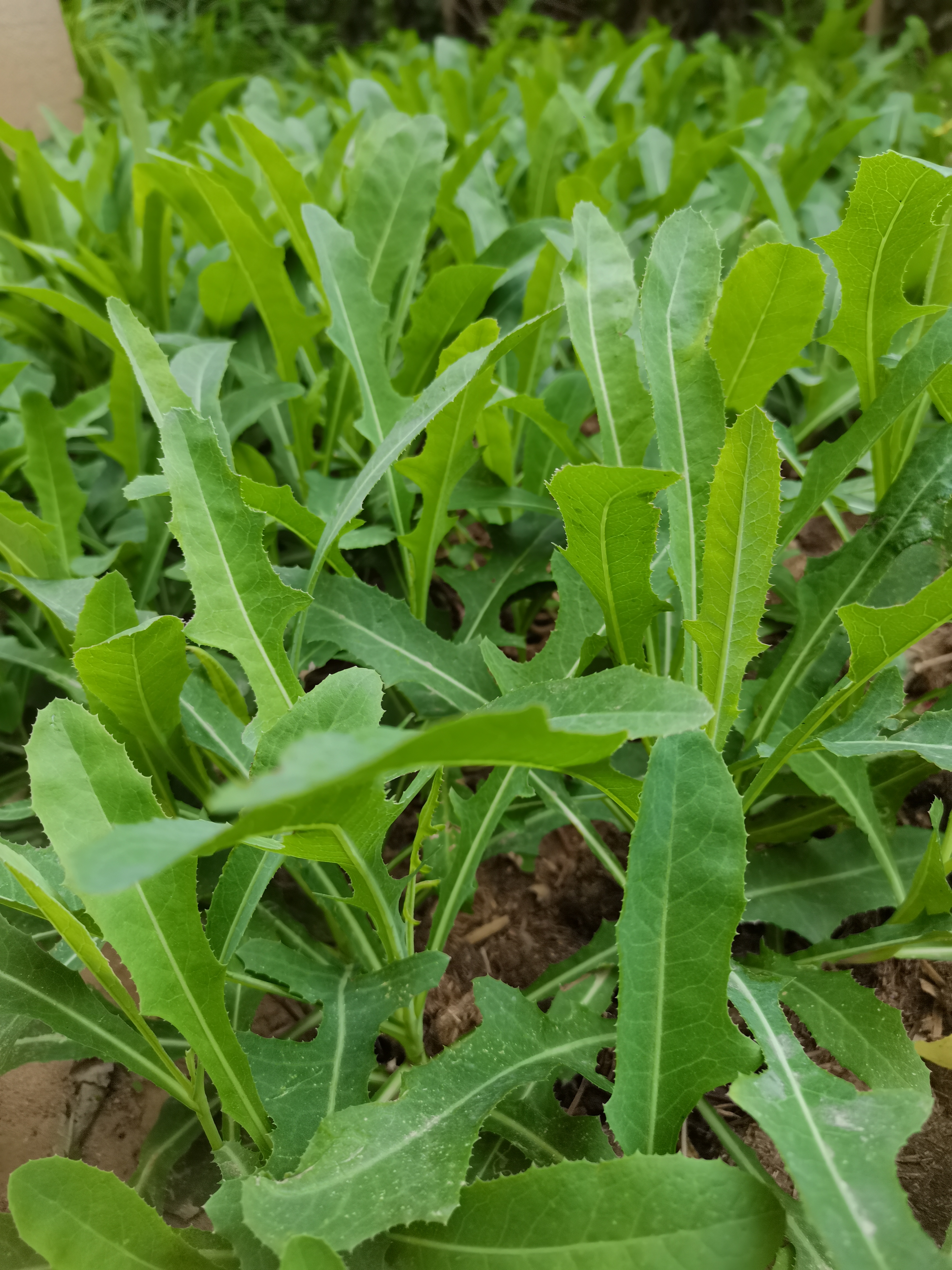 新买来菜种子,把地整理好种下.然后,去采一把绿油油的苦苣菜