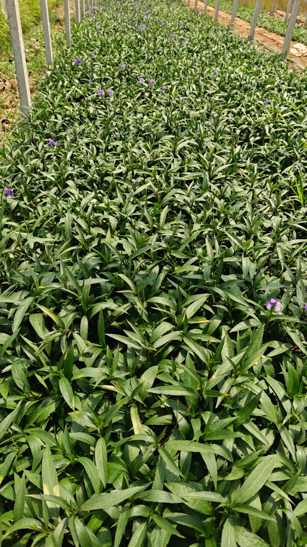 翠芦莉,又名兰花草或蓝花草,应用广泛!