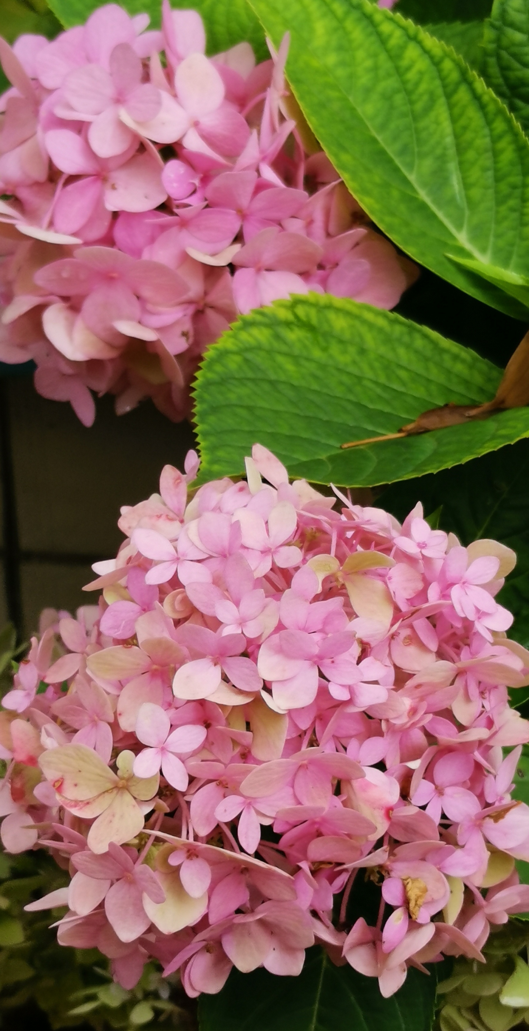 绣球花以她繁盛而美丽的花朵,无疑成了夏日园中的主角,走进园中,随时