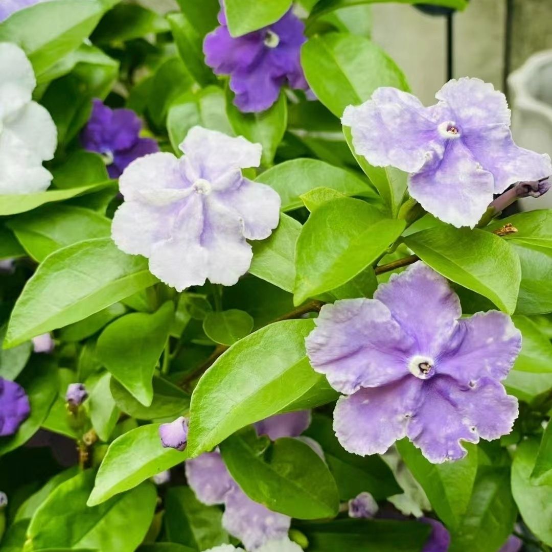 茉莉花一年四季的变化图片