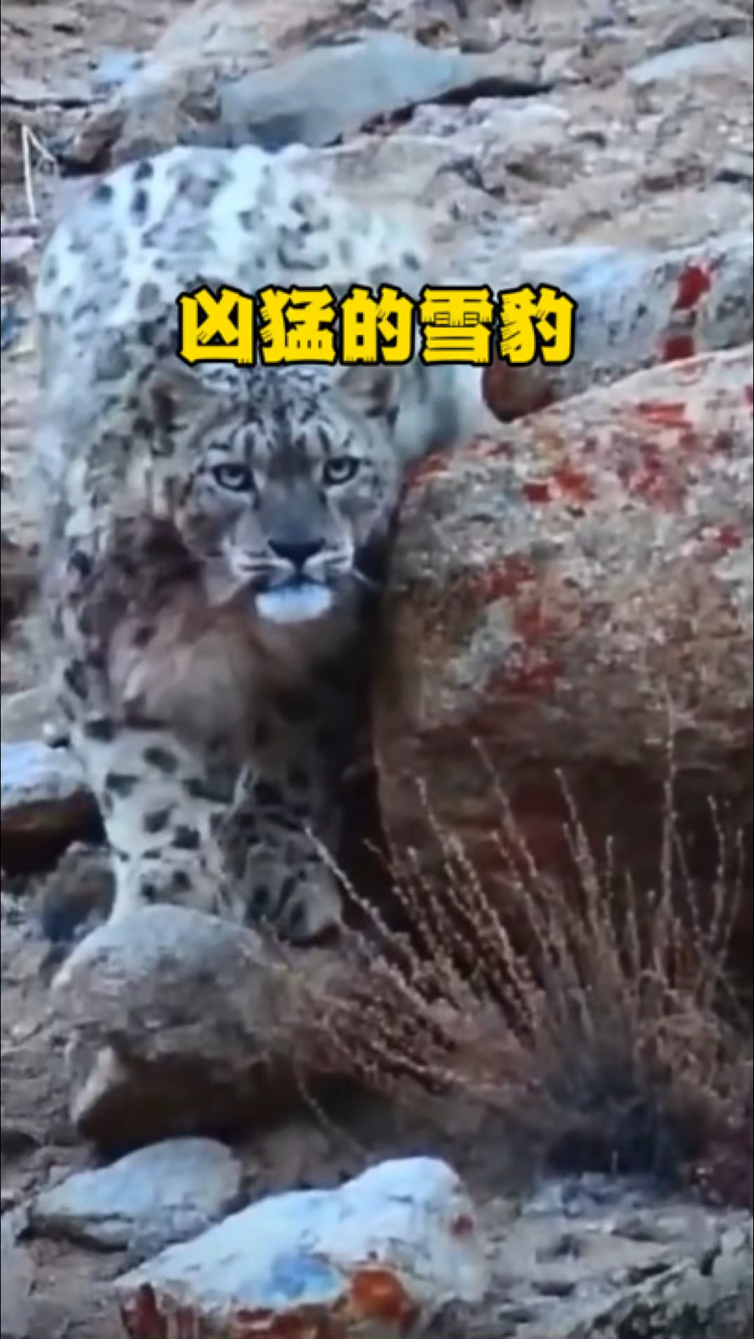 霸气的高原雪豹狩猎绵羊,不但无视牧民反而主动靠近并准备攻击