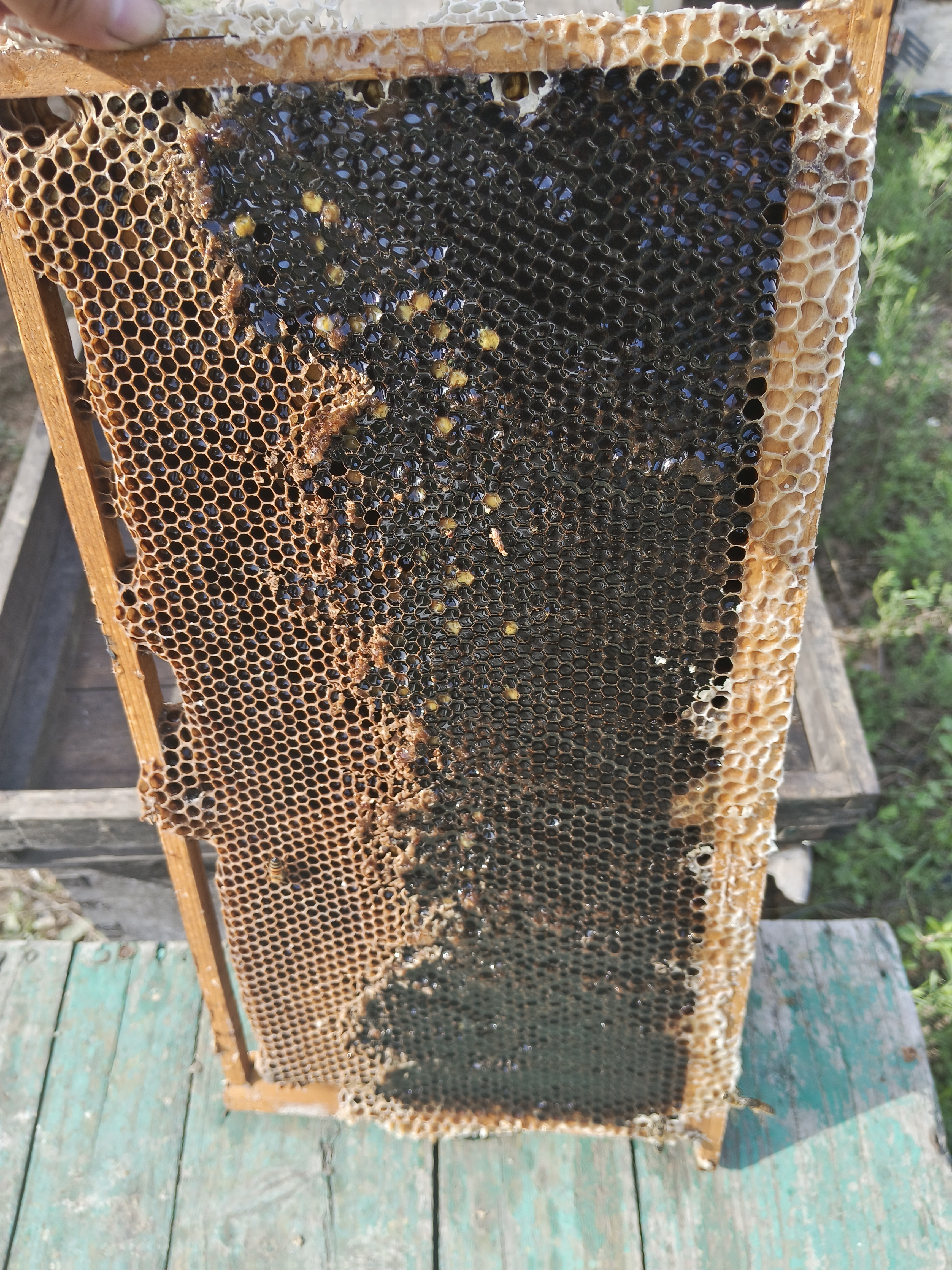 梦到好多蜂蜜,我去采蜜(梦到好多蜂蜜,我去采蜜什么意思)