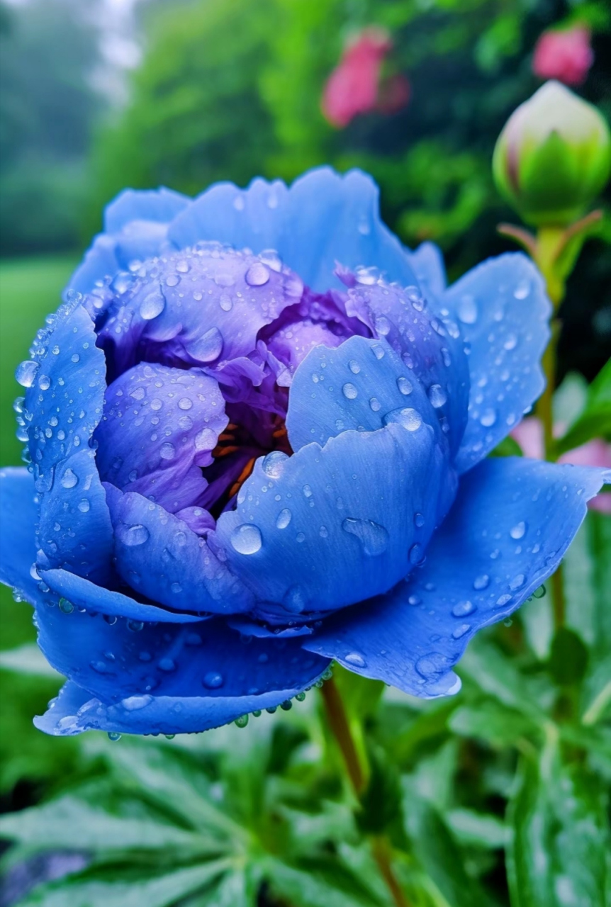 蓝色牡丹花中之王:绽放牡丹花的霸气与魅力