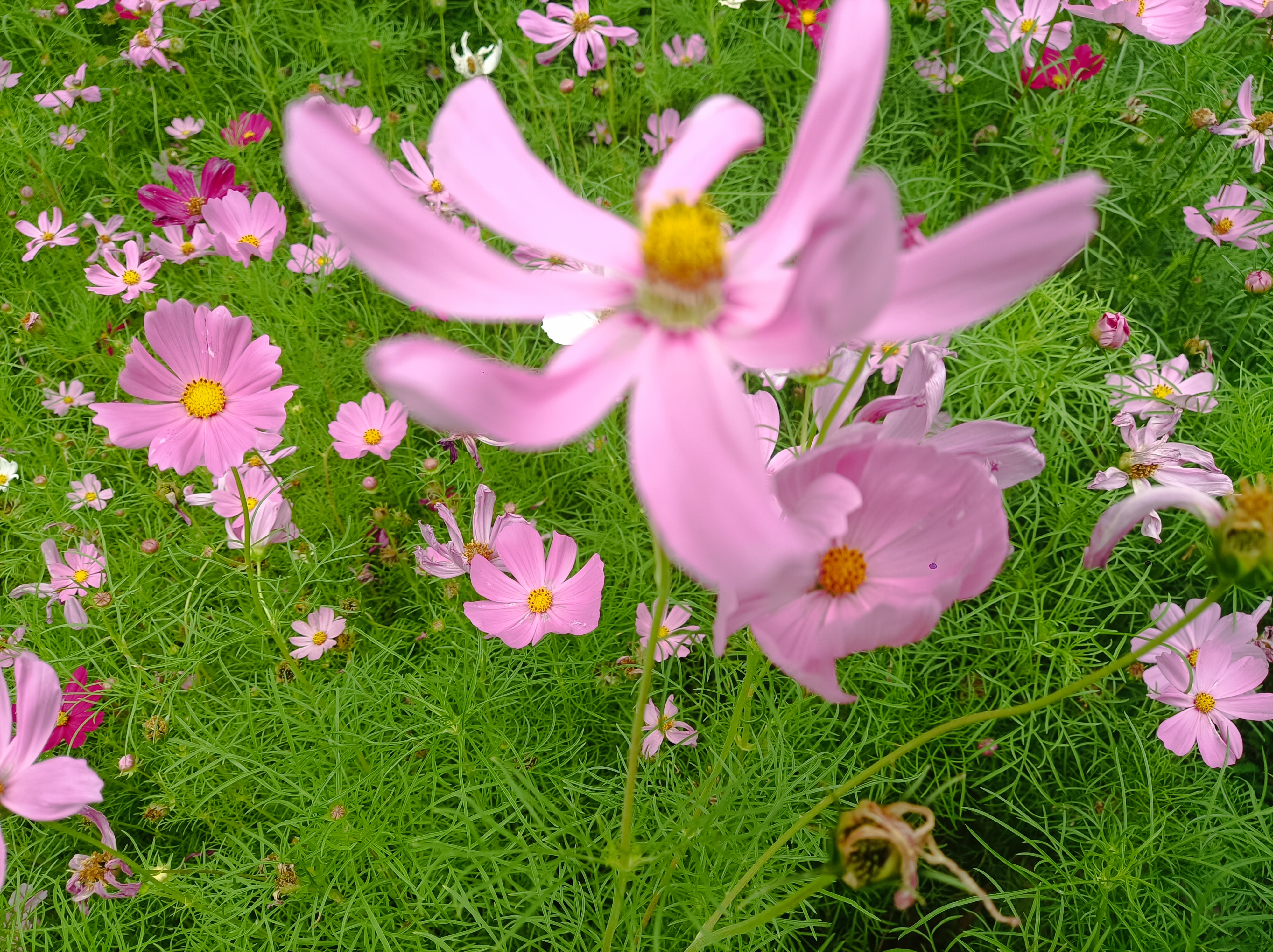 鲜花盛开芬芳馥郁飘芳香