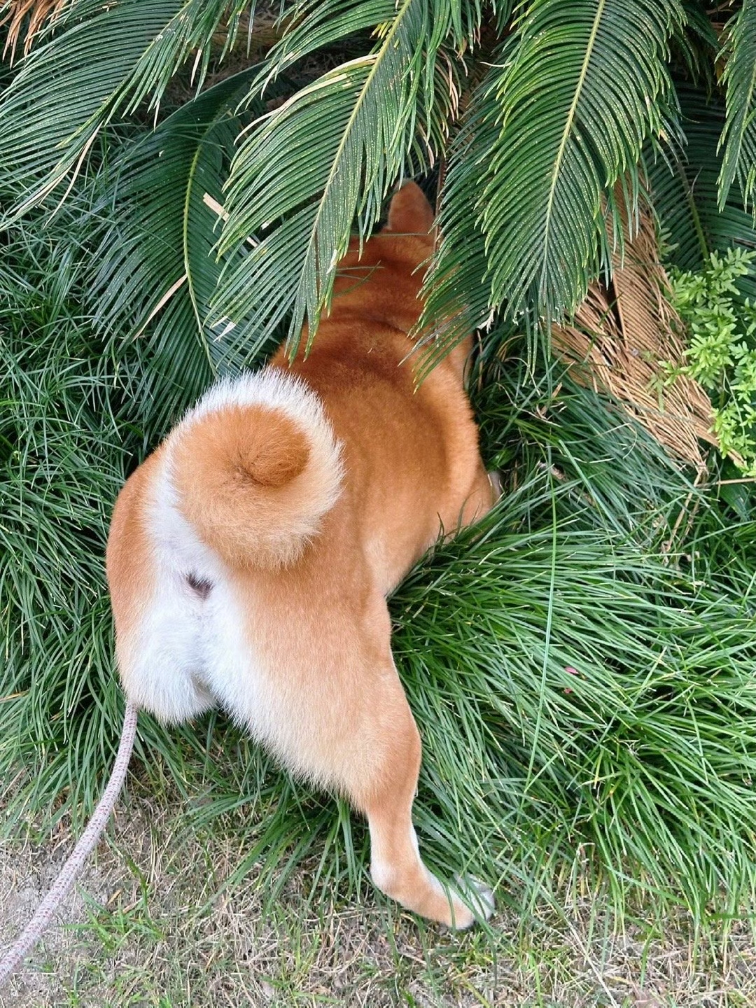 狗狗的尾巴好卷呀!