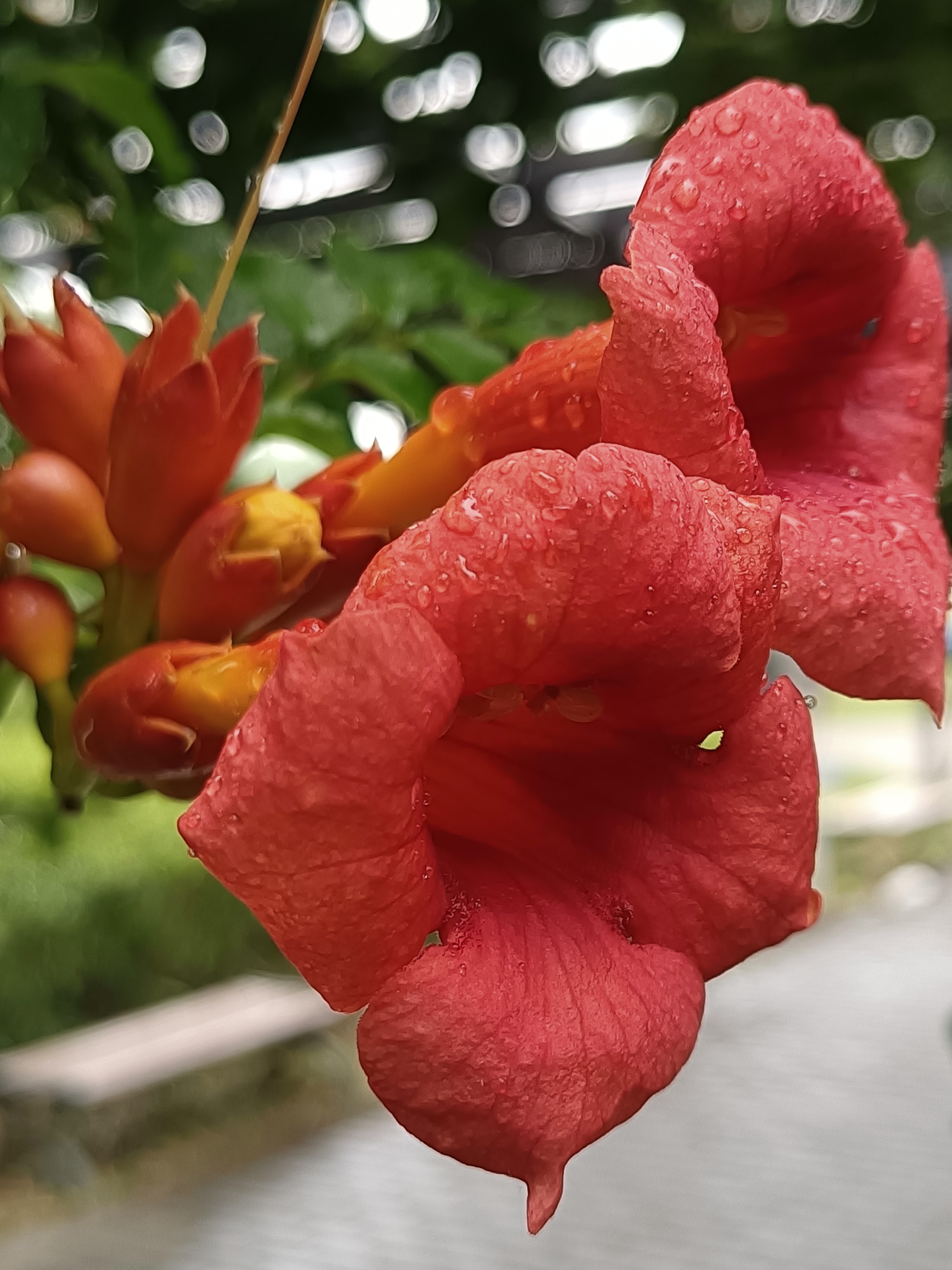 凌霄花 凌霄花是一种常见的开花植物,通常呈现出淡紫色至紫色的