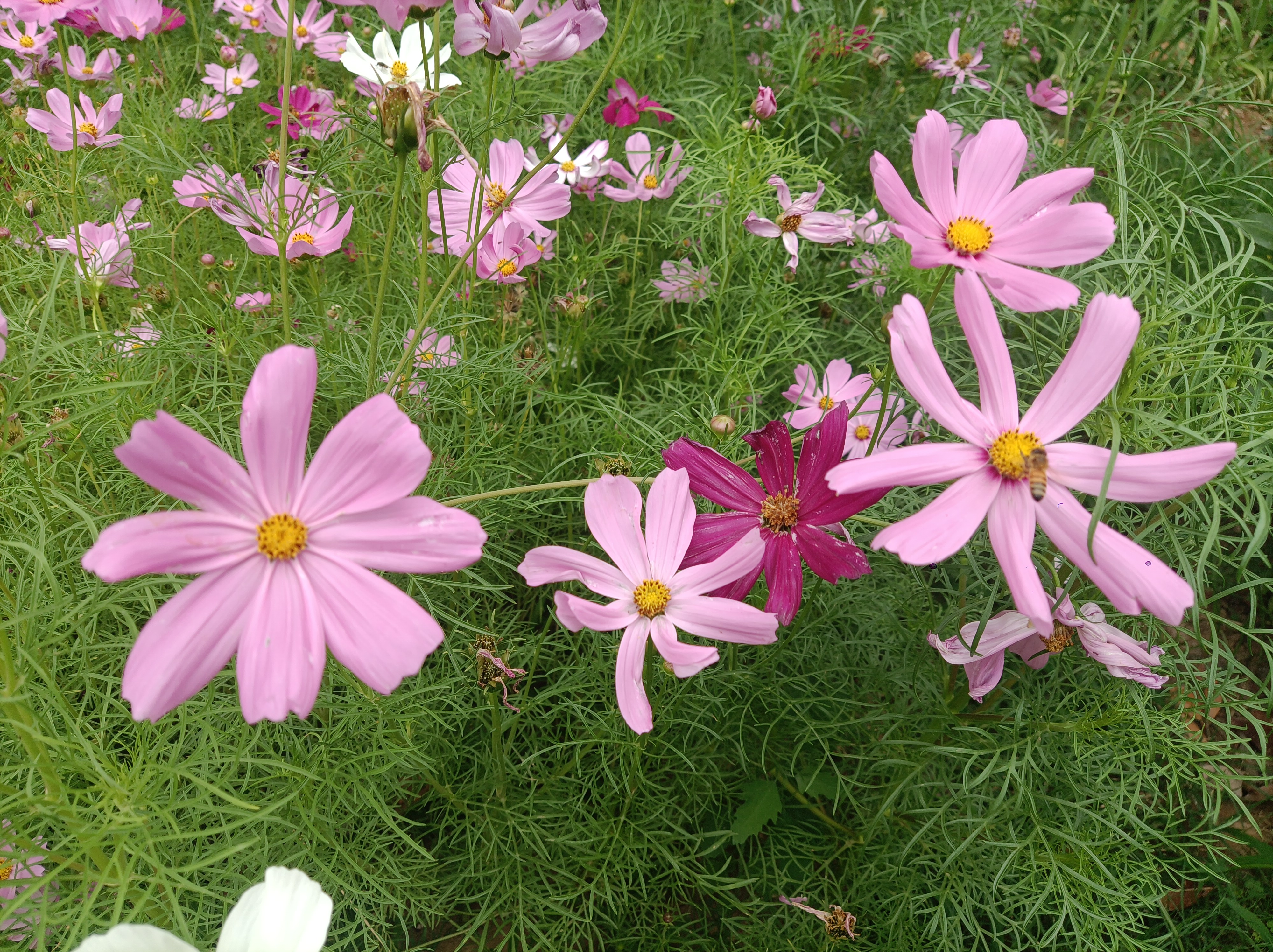 鲜花盛开芬芳馥郁飘芳香