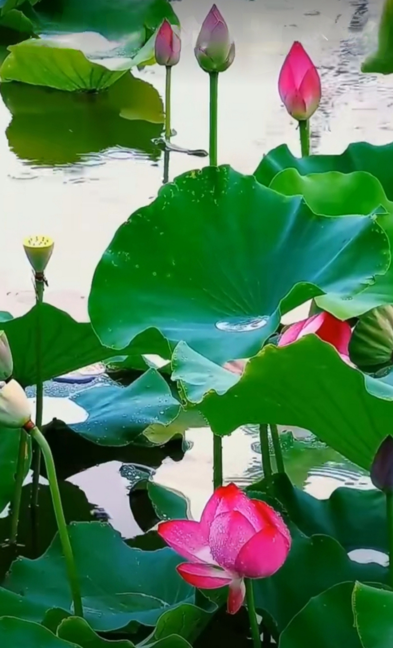 热爱生活,走进自然,游历山水,亲近花草.留连忘返,乐在其中.