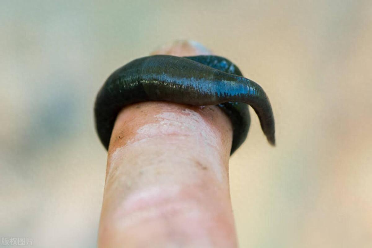 回顾蚂蟥晒干后800元1斤,为什么无人敢养殖?它到底有什么好处?