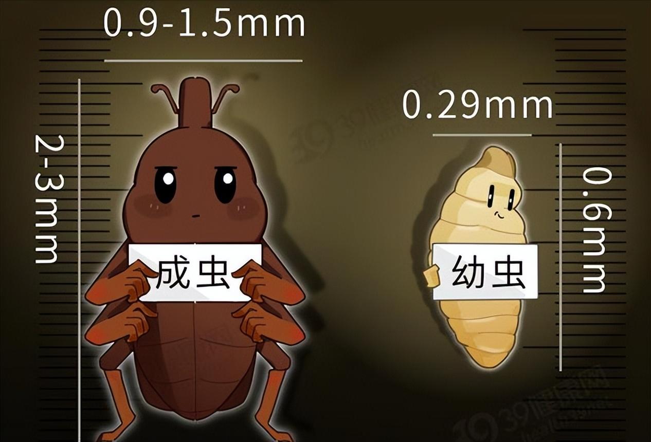 回顾真空都没防不住米虫,为何被称为"全球公敌"?怎样才能根除?