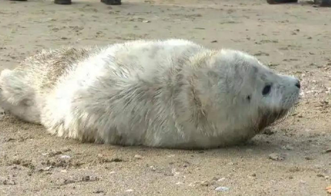 09年辽宁渔民捡到一只"白毛海豹",养几天才知:这是牢底坐穿兽