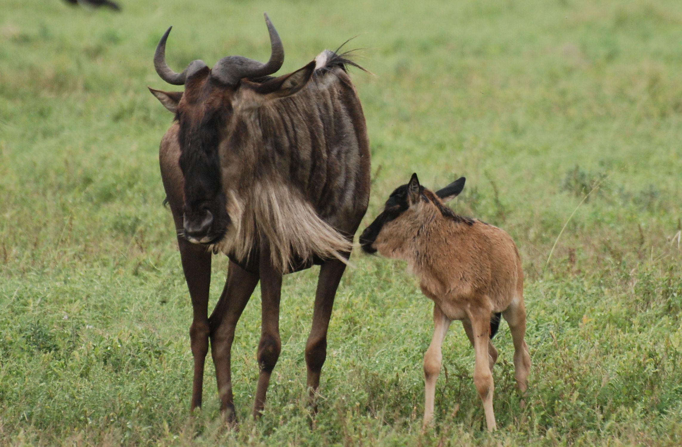 回顾:非洲草原上的角马被当作粮库,社交与繁殖方式,都十分奇特