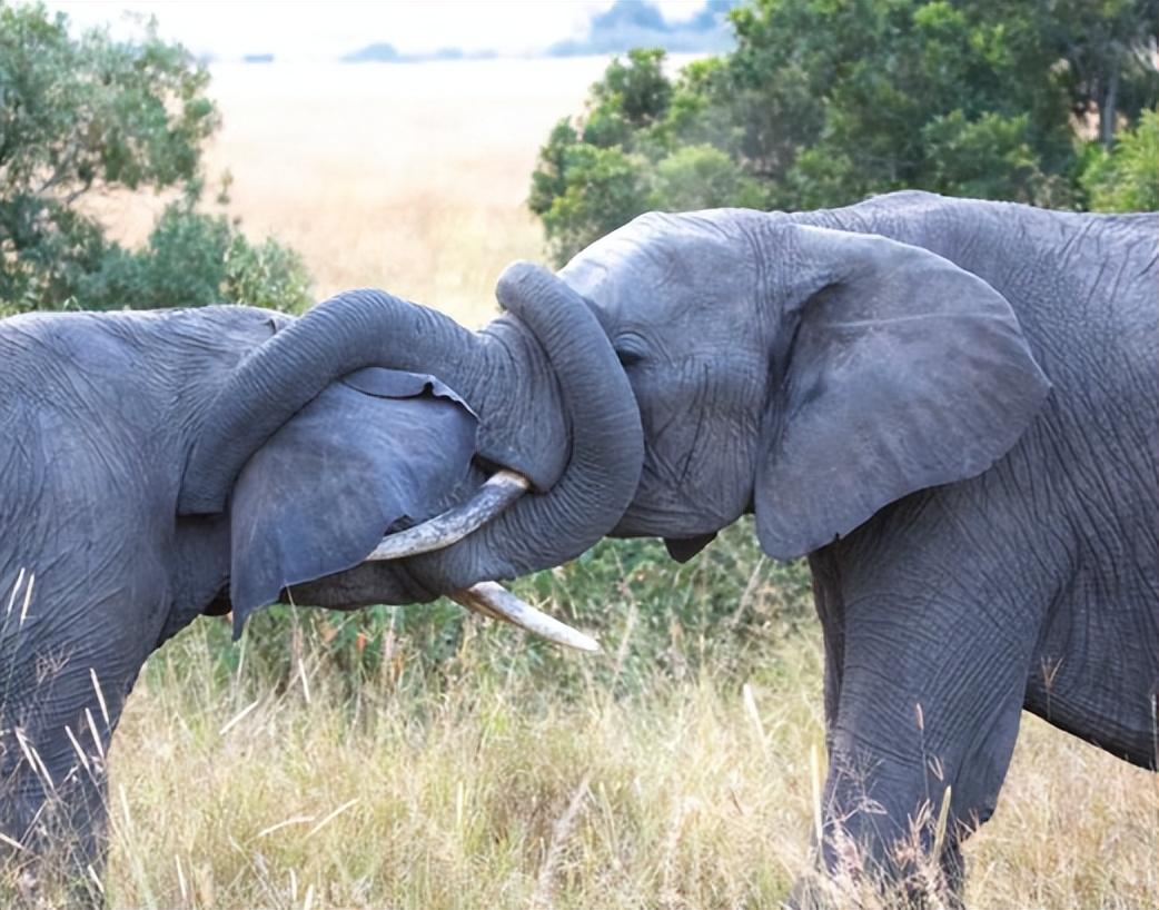 回顾非洲象在河边喝水,被鳄鱼一口咬住象鼻,大象没鼻子还能活吗?